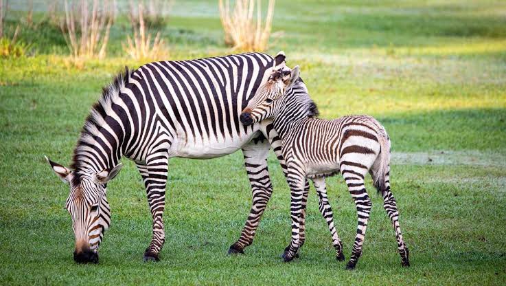 drkaggwahenry's tweet image. Did you know that zebras have a unique pattern of black and white stripes like human fingerprints? No two zebras have exactly the same pattern. Their stripes deter biting insects like tsetse flies and horseflies.
To confirm this visit, Uganda's 3000+ zebras.
#GoldenPosts
