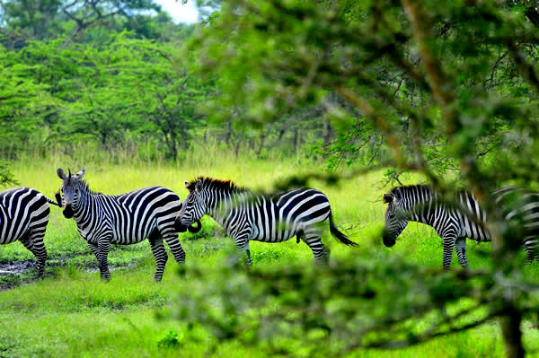 drkaggwahenry's tweet image. Did you know that zebras have a unique pattern of black and white stripes like human fingerprints? No two zebras have exactly the same pattern. Their stripes deter biting insects like tsetse flies and horseflies.
To confirm this visit, Uganda's 3000+ zebras.
#GoldenPosts
