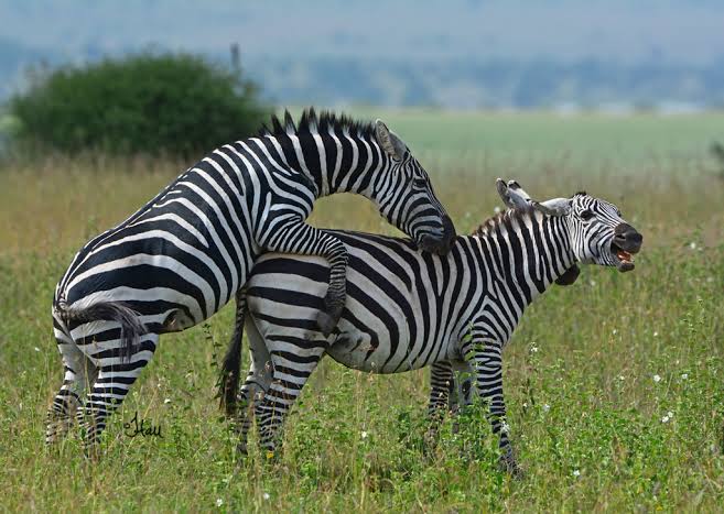 drkaggwahenry's tweet image. Did you know that zebras have a unique pattern of black and white stripes like human fingerprints? No two zebras have exactly the same pattern. Their stripes deter biting insects like tsetse flies and horseflies.
To confirm this visit, Uganda's 3000+ zebras.
#GoldenPosts