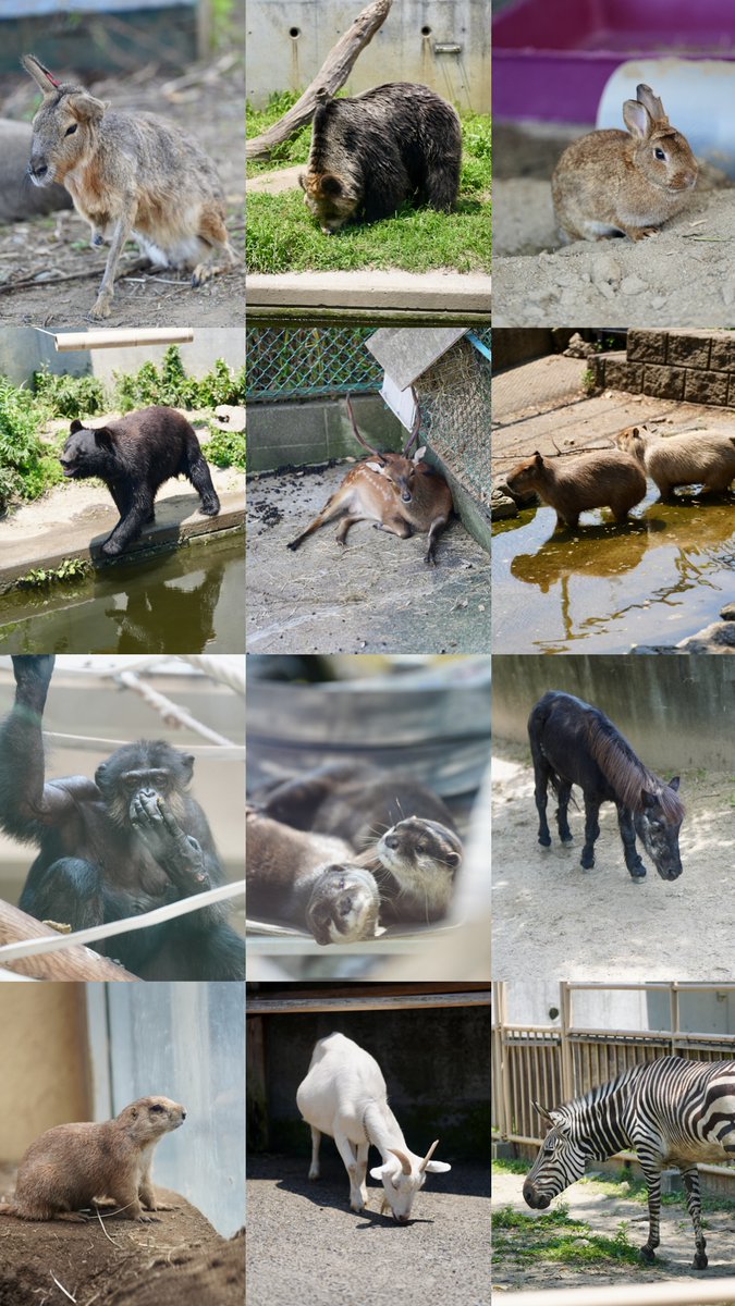 fmhdicmr's tweet image. 今日会えた子たち🌞

#かみね動物園