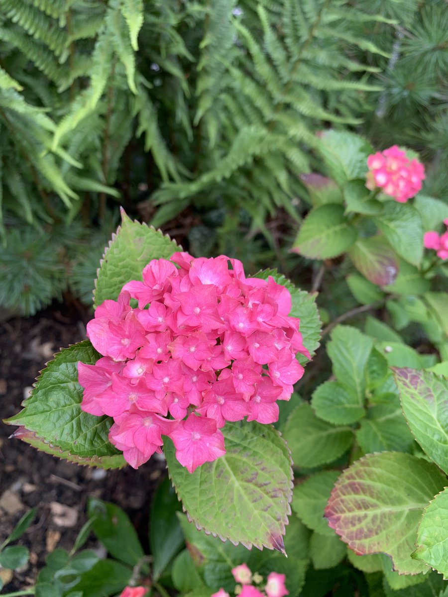 LSalt1's tweet image. Midsummer garden 🌺🌸🪷 #GardeningX