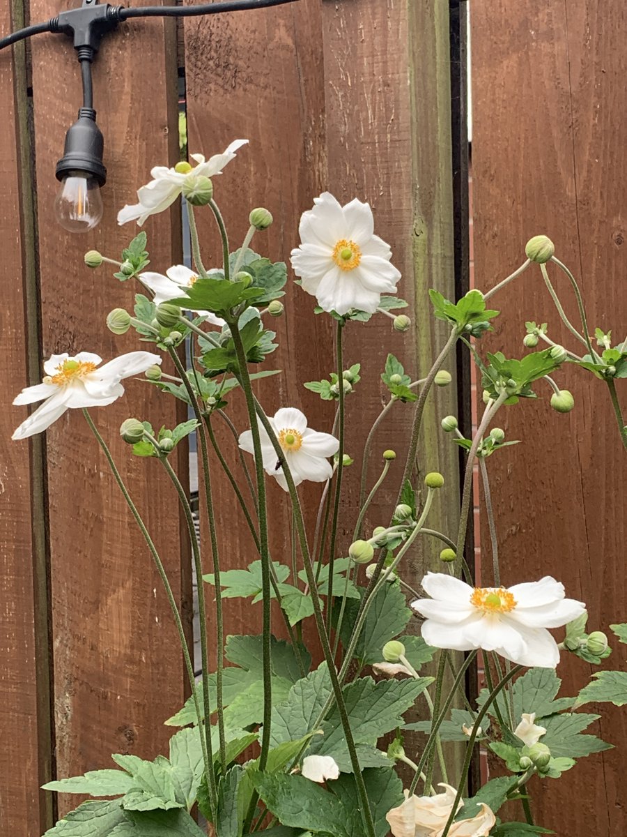 LSalt1's tweet image. Midsummer garden 🌺🌸🪷 #GardeningX
