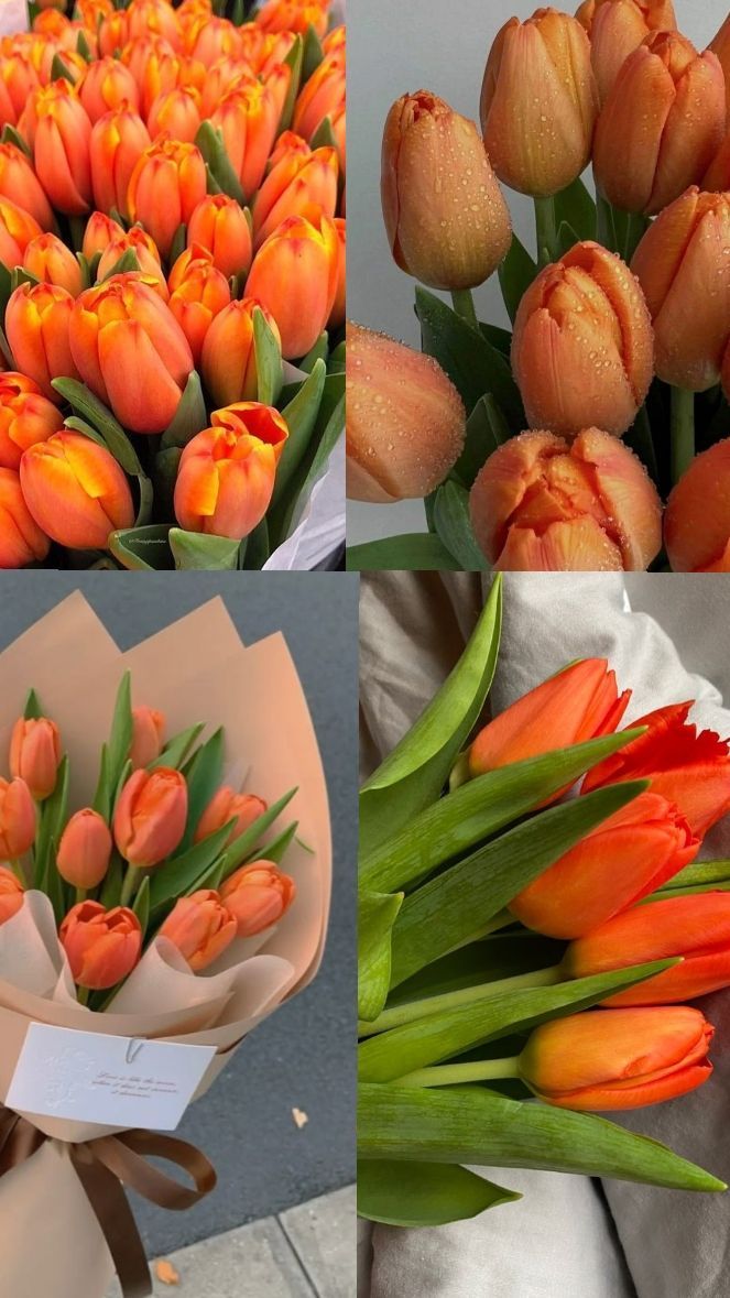 tutututututulip's tweet image. 