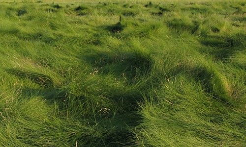 BlackbirdPagan's tweet photo. #SaltmeadownCordgrass
#NativeGrass
#NativeAmericanPlantWeek https://t.co/FGbJLwnuyD