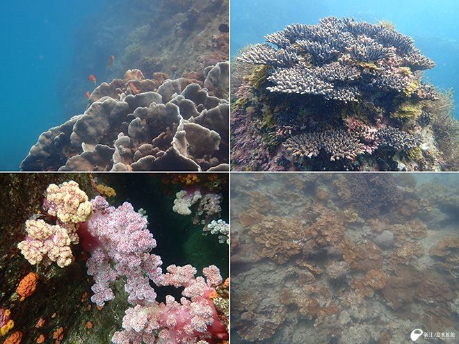 enosui_com's tweet image. 未来の海を考えるきっかけとなるかも…そんなトリーター日誌です🌊
「それぞれの場所の海の豊かさを守っていきたいものですね。」
江の島の海と高知県の海 | えのすいトリーター日誌
enosui.com/diaryentry.php…