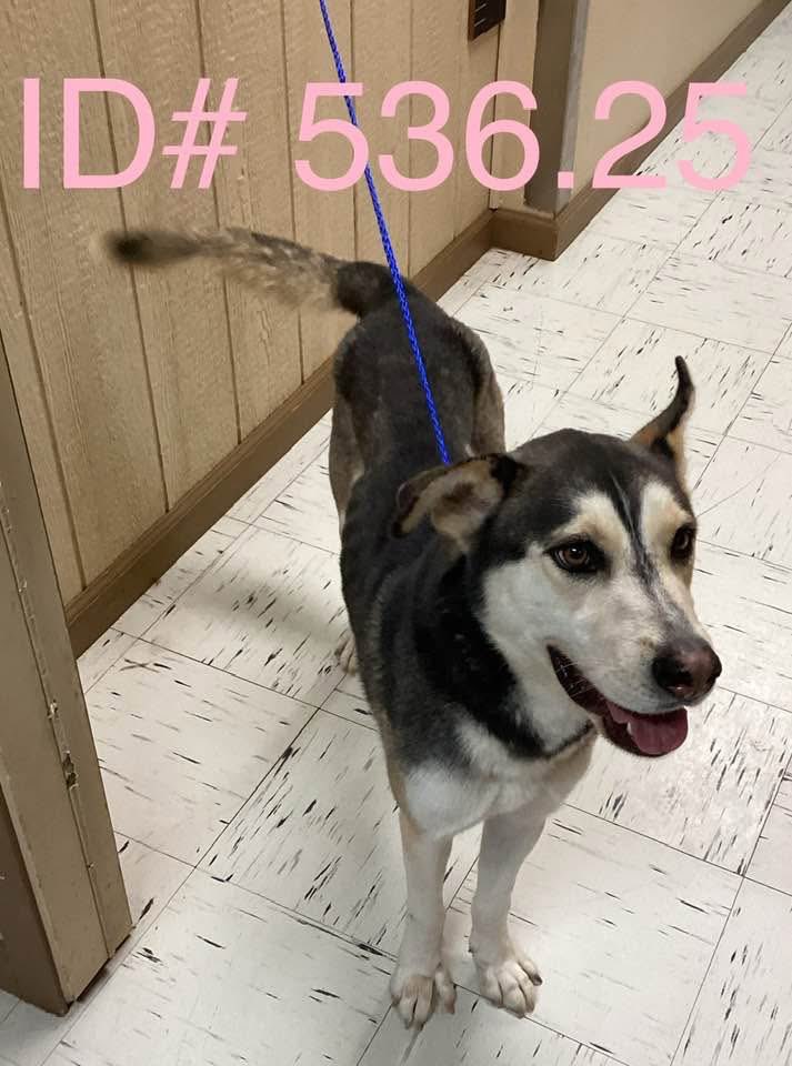Ash_Pro1's tweet image. #KerrvilleFlood #TexasFlooding
~ Found: Female Pup.
“Found on Main st and Lytle st, Kerrville
Owner Reclamation Hold Over 7/24/2025 at 8:00am
ID# 536.25
Husky Mix
Female
Not nalt
Approximately 3yrs old
Approximately 47 lbs
If you are the owner please contact KCAS…