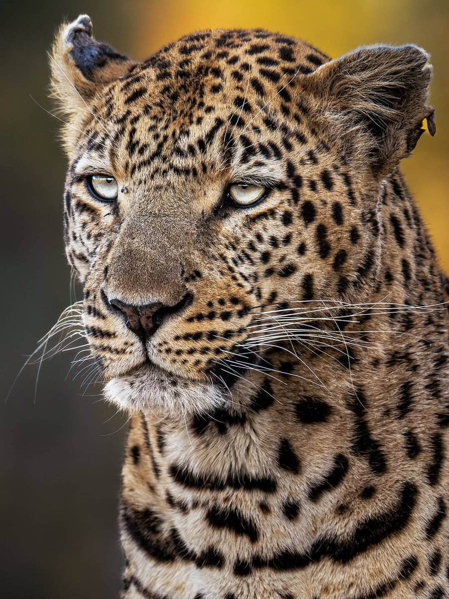 SMNK1972's tweet image. Couple of lovely portraits of a leopard. Don't have much details on location or ID. Credit to @DMNDWWrqx0v (If this is not the photographers handle PM me and I will correctly credit you).