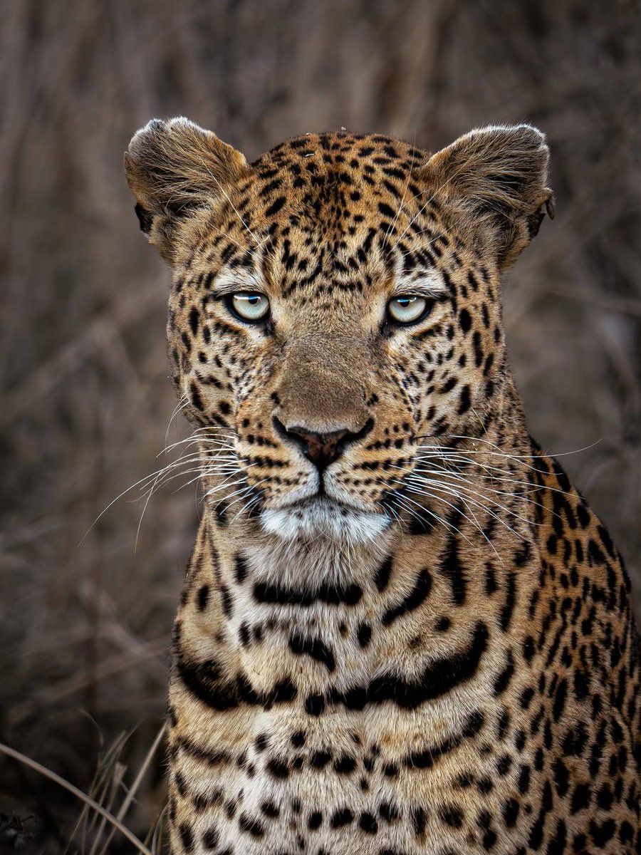 SMNK1972's tweet image. Couple of lovely portraits of a leopard. Don't have much details on location or ID. Credit to @DMNDWWrqx0v (If this is not the photographers handle PM me and I will correctly credit you).