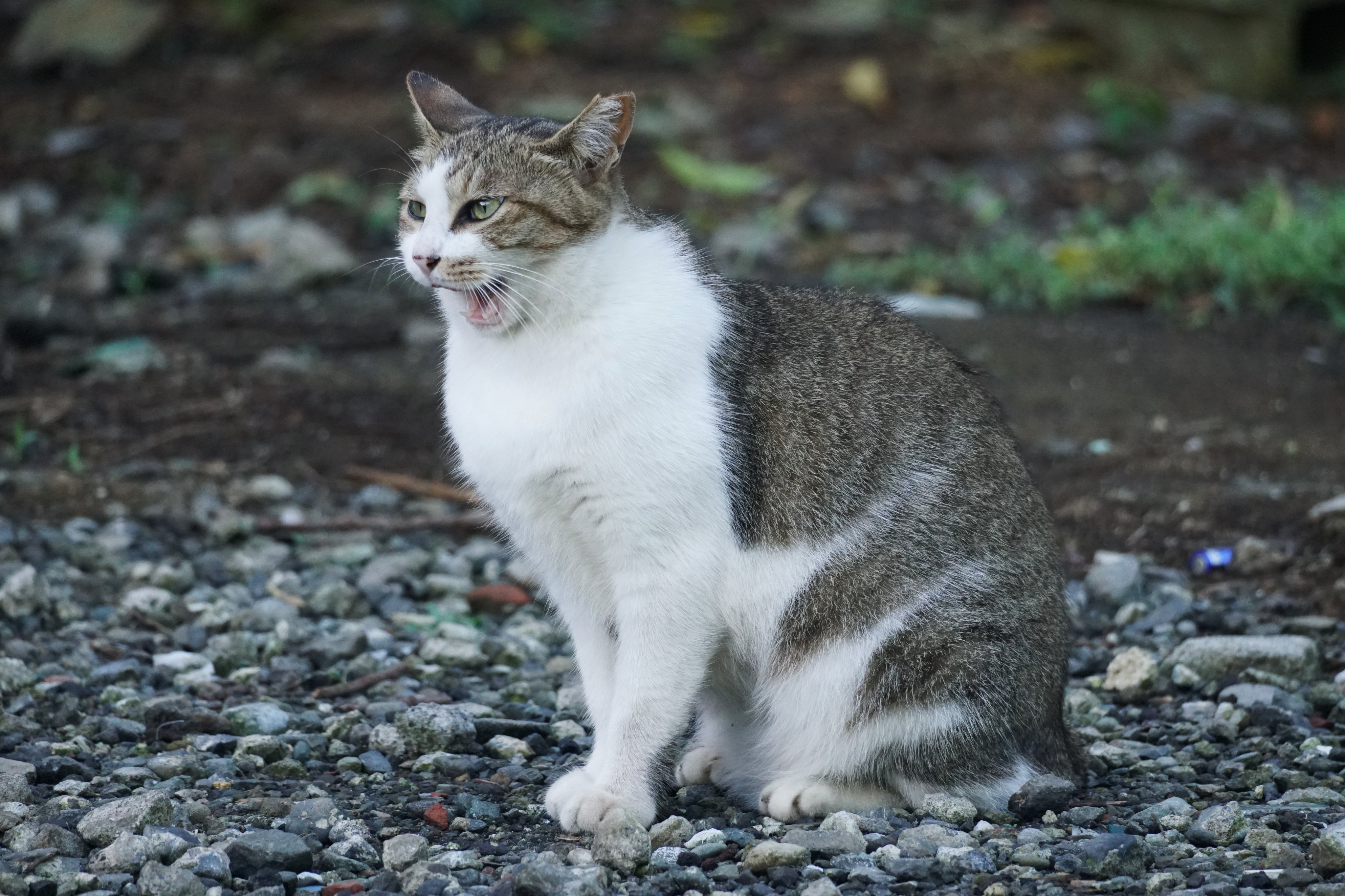 ねこにゃ リク on X: 