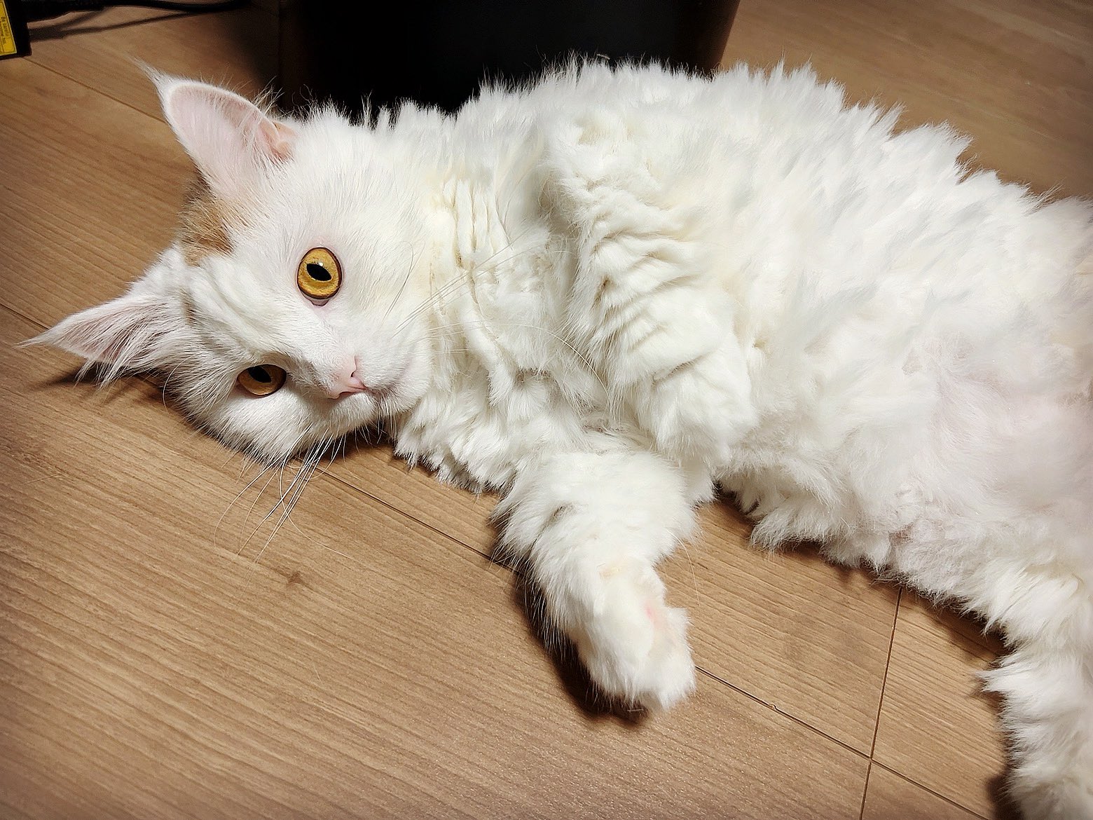 真は錆猫が好き ぽこ🐈 on X: 