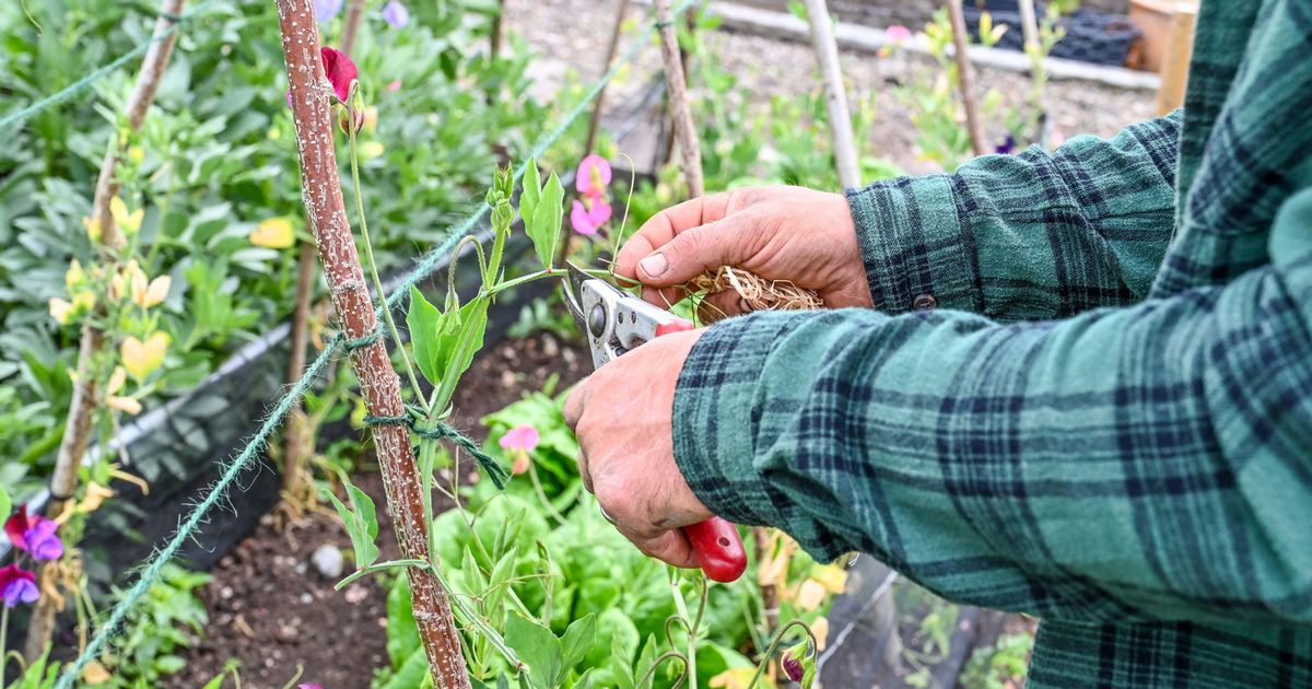 DailyMirror's tweet image. Gardeners urged to crush up aspirin and feed to plants showing these key signs
mirror.co.uk/lifestyle/gard…