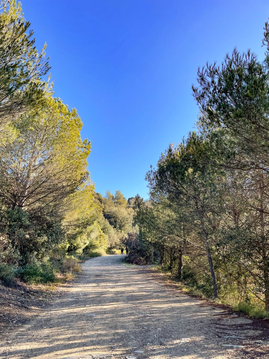🥾 La pujada al castell de Sant Miquel és un dels itineraris més coneguts pels gironins, ja que ofereix unes vistes privilegiades de Girona, el massís de les Gavarres i les valls de l'Onyar i del Ter.🌄

👣 9,35 km
📈 318m de desnivell
🗺 turismegirones.cat/activitat/el-c…

#turismegirones