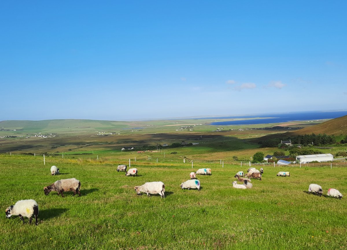 Some of the ewes and lambs at Burnside enjoying Orkney's sunshine.