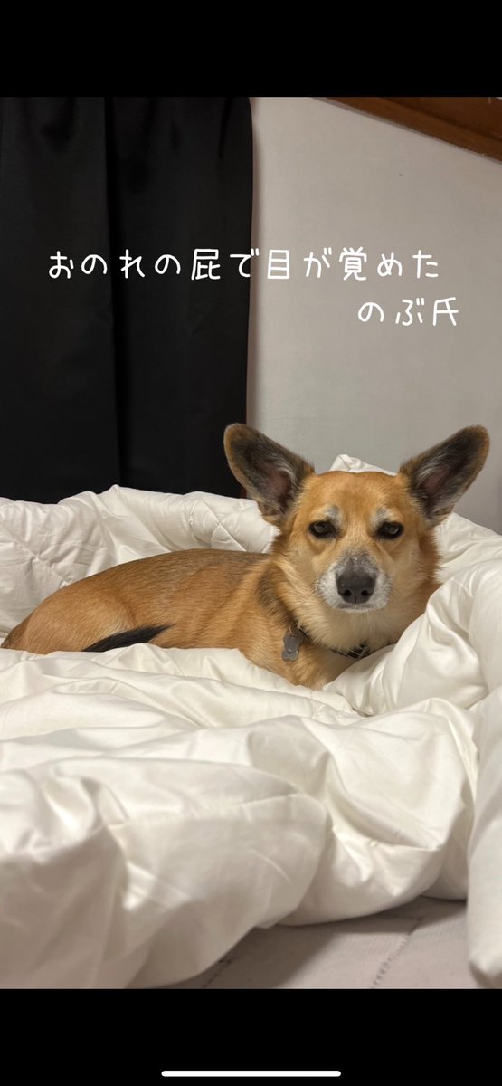 nanchattecorgi's tweet photo. 👀続きはこちらから👇
https://t.co/sGzK60m0tp
#犬好き https://t.co/FL0R4BWEFI