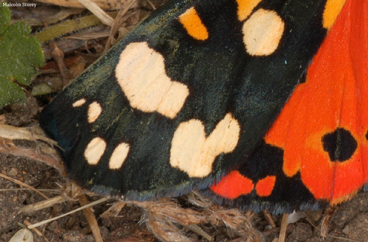 The Wildlife Trusts tweet media