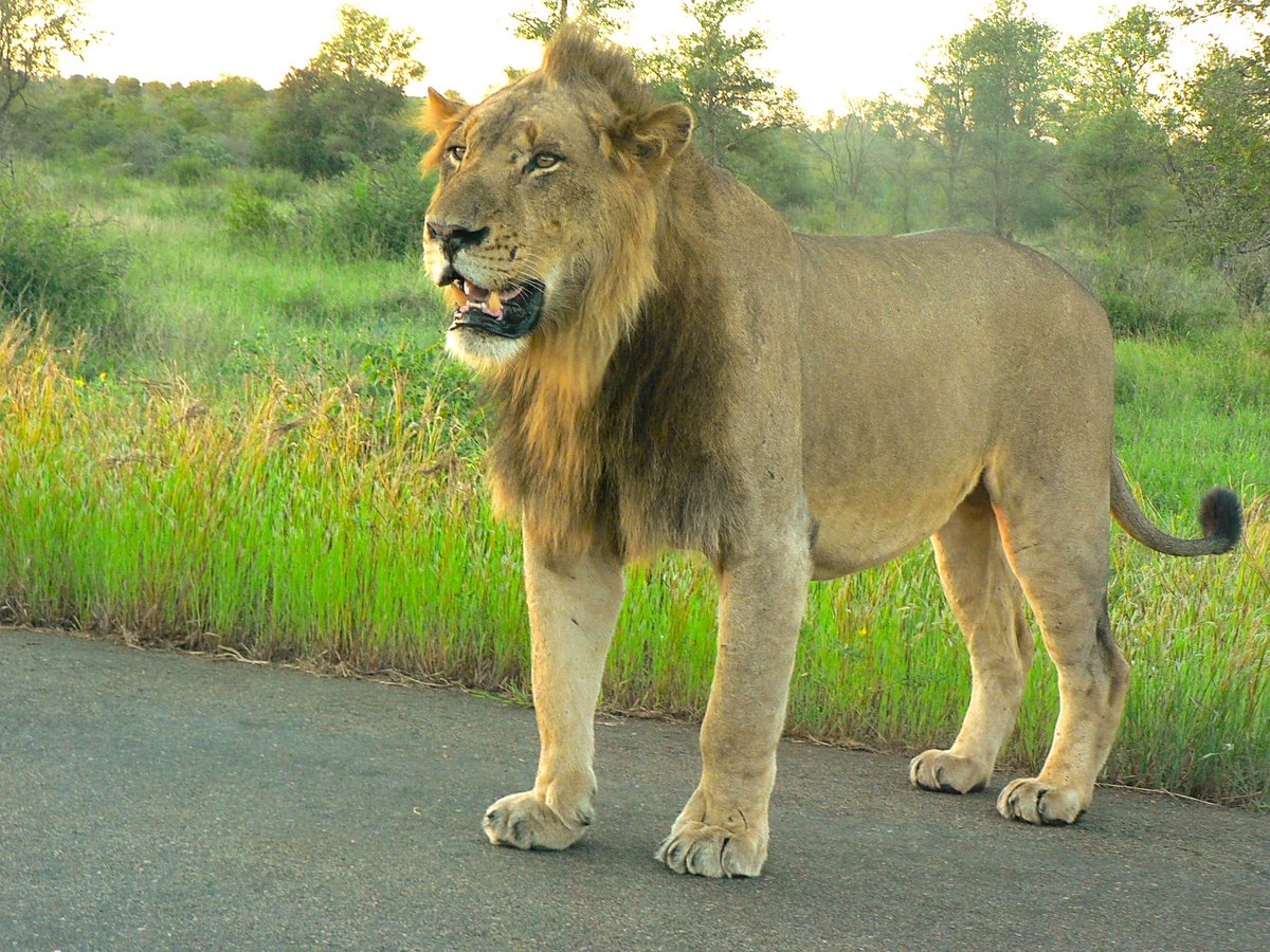 SMNK1972's tweet image. Unidentified young male lion, looks like he massive and well built already. Taken on H-6 Kruger National Park. Credit to Neil Rosewall