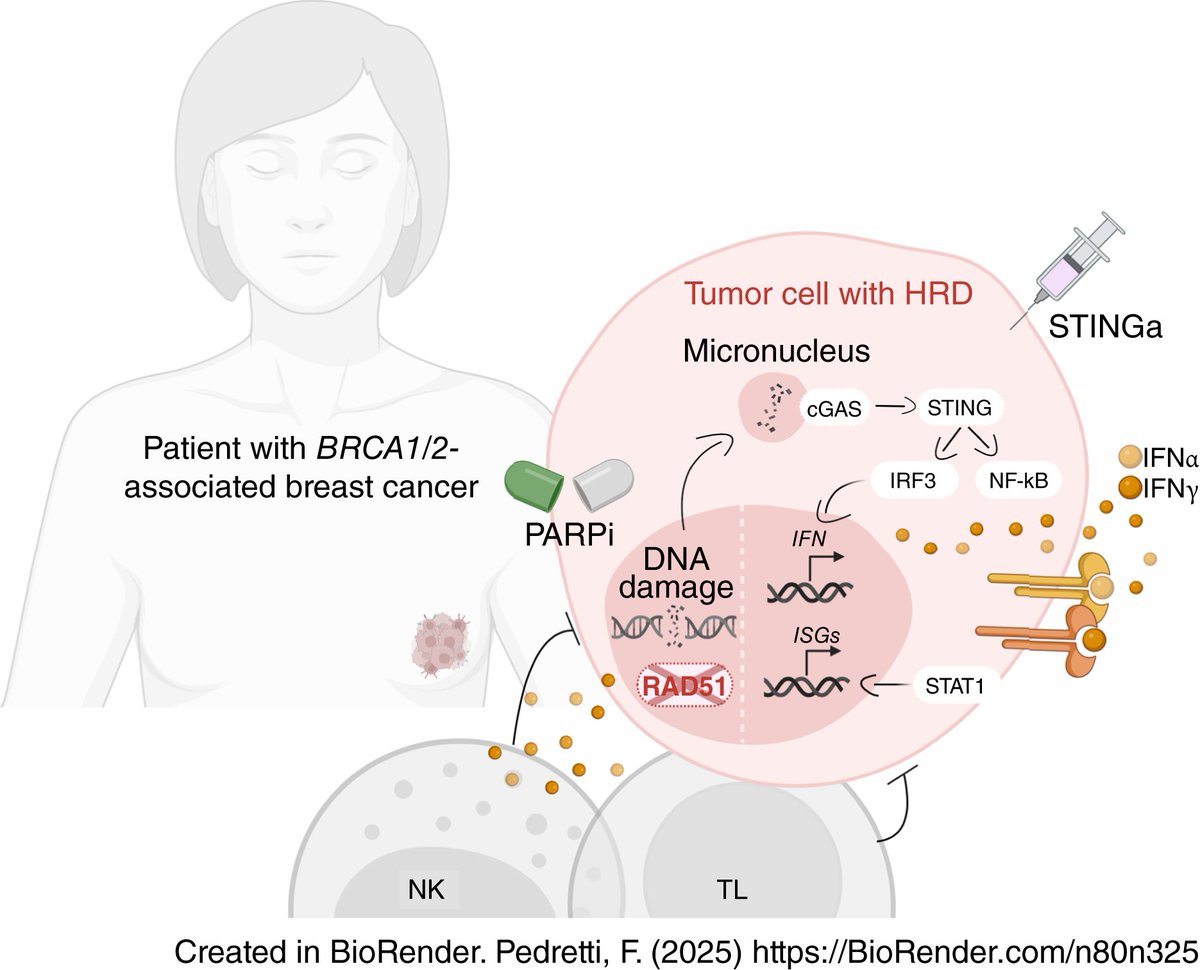 CNAG (@cnag_eu) on Twitter photo ✨New advances in breast cancer!
A study led by <a href="/VHIO/">Vall d’Hebron Institute of Oncology (VHIO)</a>, in collaboration with #CNAG, discovered that combining a common drug (PARP inhibitors) with a new immune booster (STING) helps fight tumors that have become resistant
📎aacrjournals.org/cancerres/arti…
#BreastCancer #CancerResearch ✨New advances in breast cancer!
A study led by <a href="/VHIO/">Vall d’Hebron Institute of Oncology (VHIO)</a>, in collaboration with #CNAG, discovered that combining a common drug (PARP inhibitors) with a new immune booster (STING) helps fight tumors that have become resistant
📎aacrjournals.org/cancerres/arti…
#BreastCancer #CancerResearch