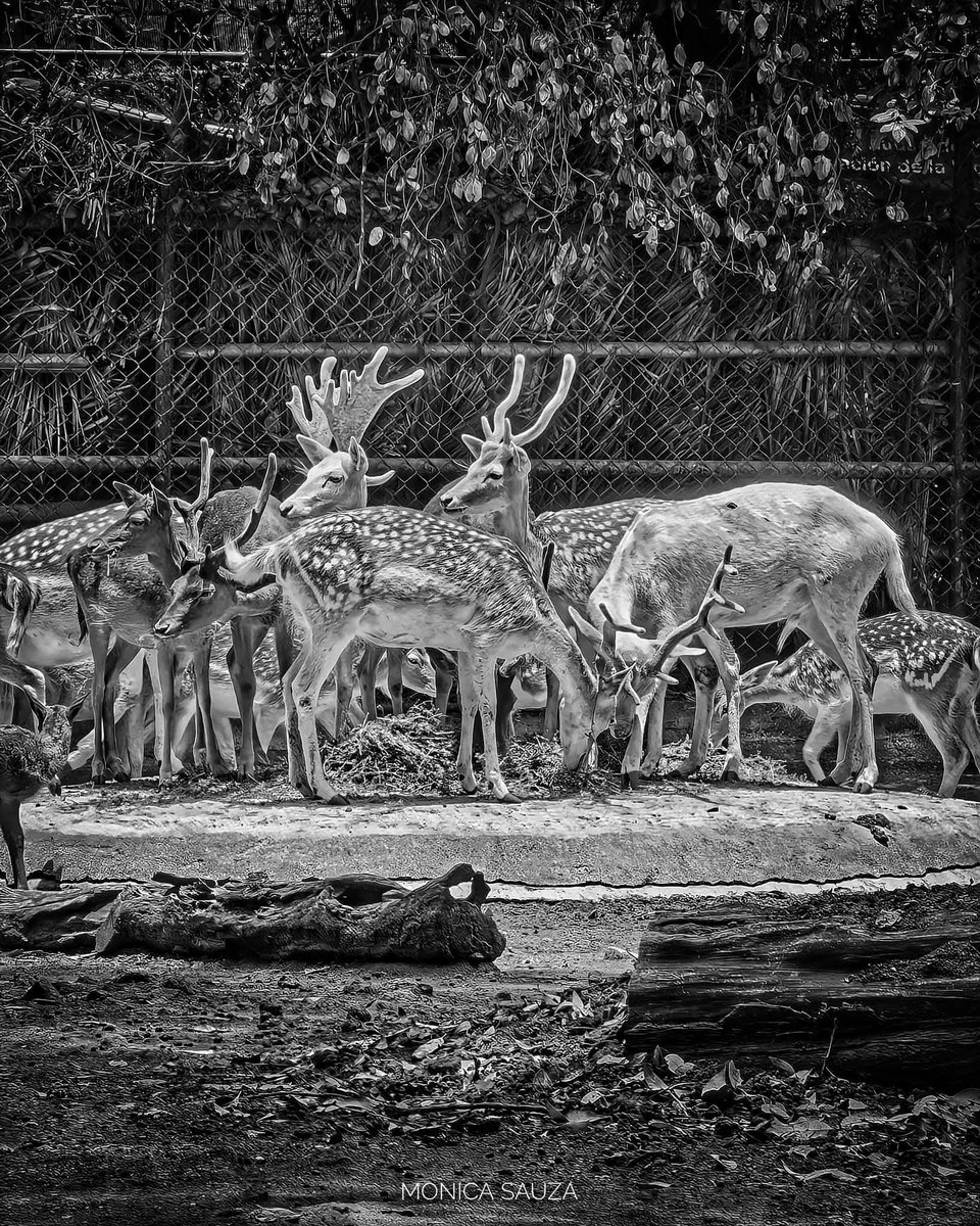 mosave_87's tweet image. Porque no sabes hasta qué grado
yo la inocencia sé respetar,
que es, para el alma tierna, sagrado
de tus amores el libre hogar.
Salomé Ureña

📷 IG: monicasauza

#cdmx #chapultepec #zoologicodechapultepec