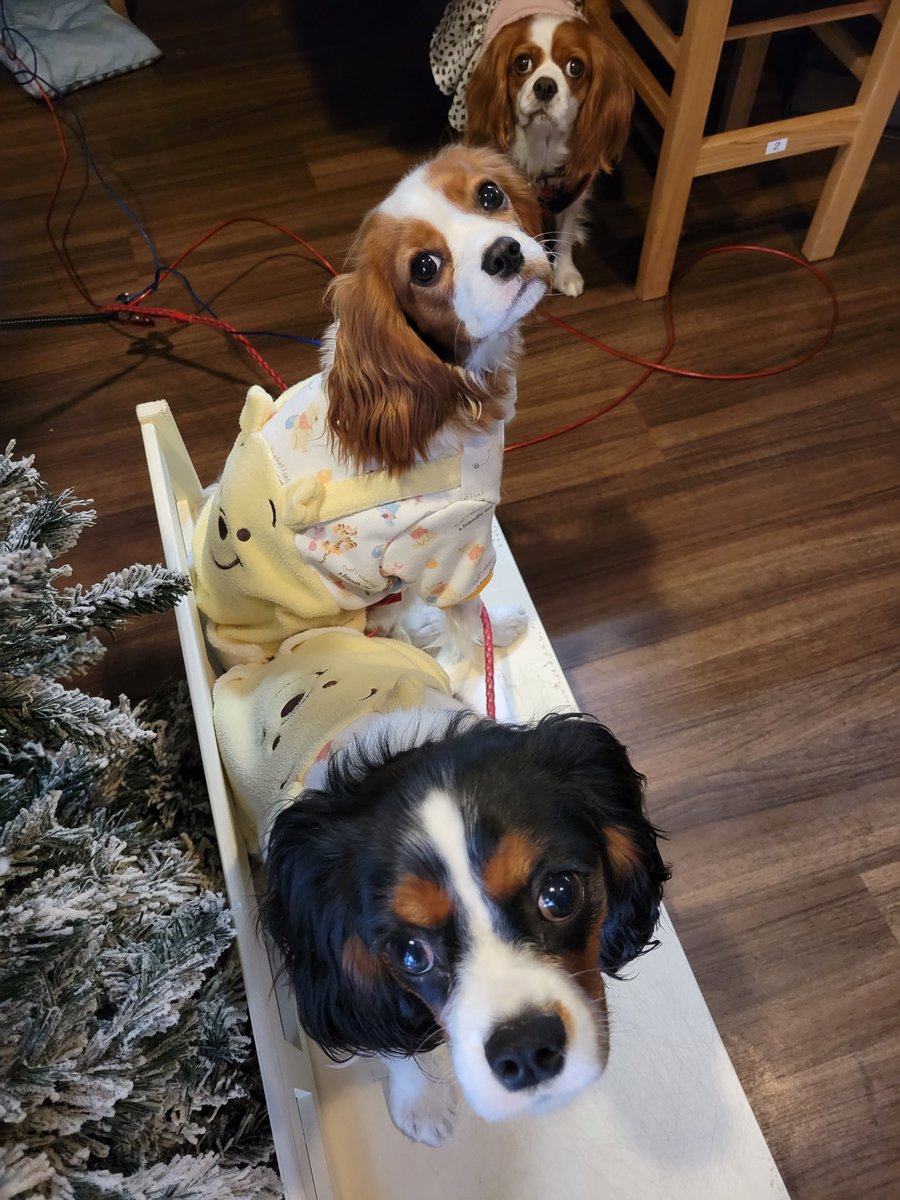 kushiginzou's tweet image. RT 犬のいる焼き鳥居酒屋　アルバイト募集 #ジモティー jmty.jp/s/tokyo/rec-ea…