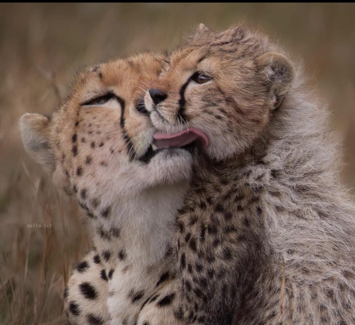 SMNK1972's tweet image. Wash up time. Cute mother and cub moment captured beautifully by Lucy Johnson