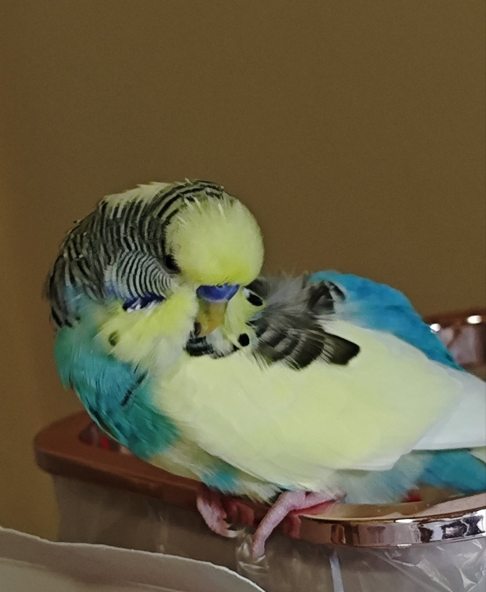 xiaobeibantang's tweet image. 😚🐦🐦🐦