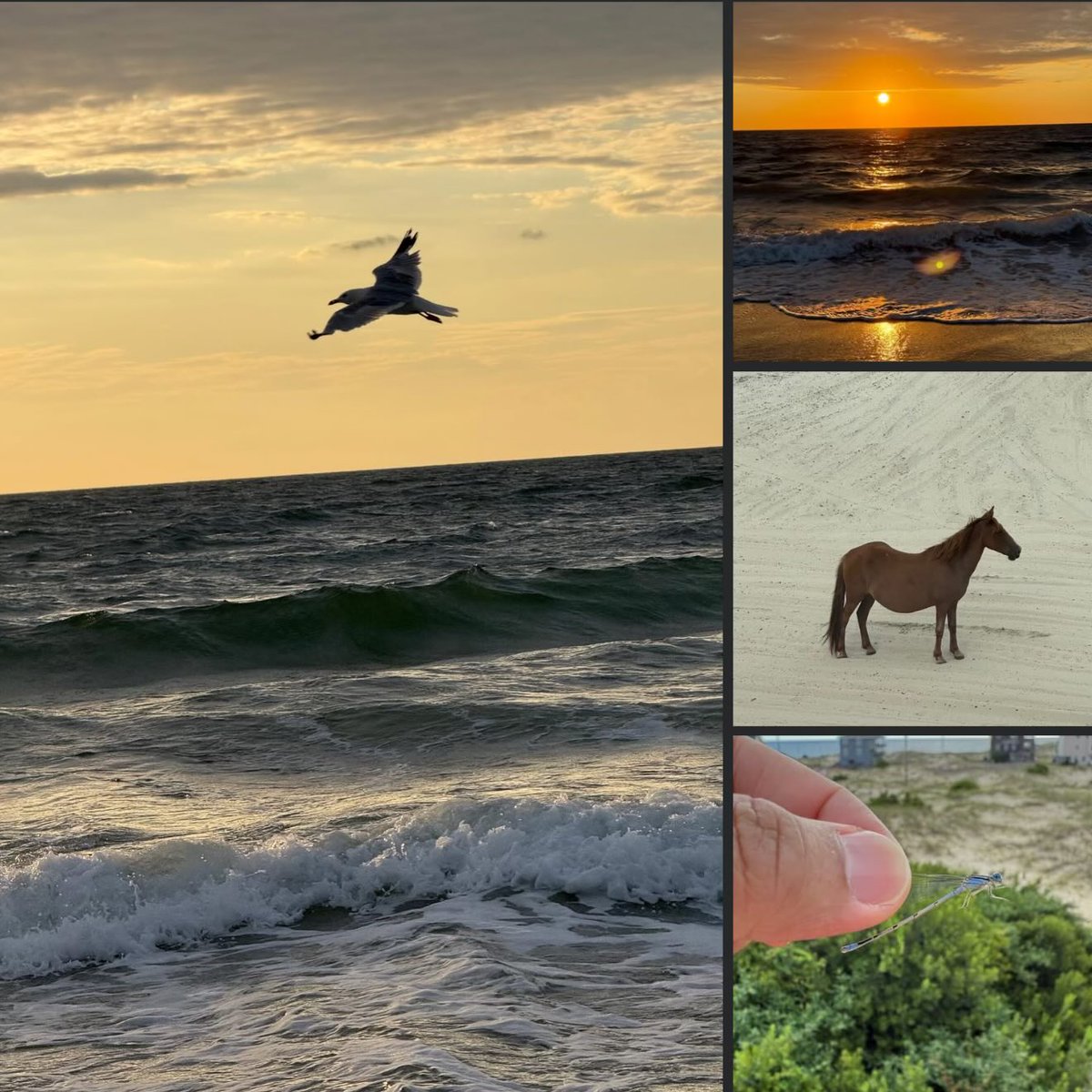 Raj Ballav Koirala (राजबल्लभ कोईराला) tweet media