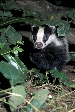 ProtectTheWild_'s tweet image. The badger cull is a brutal, shameful massacre. A reckless assault on wildlife that wastes taxpayer money and blatantly ignores science.
It’s outrageous, it’s unforgivable, and it has to end immediately.