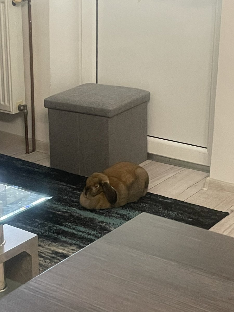 cinnamloaf's tweet image. she is pretending she doesn’t care about my food (im eating rice and chicken) (you can’t eat that silly)