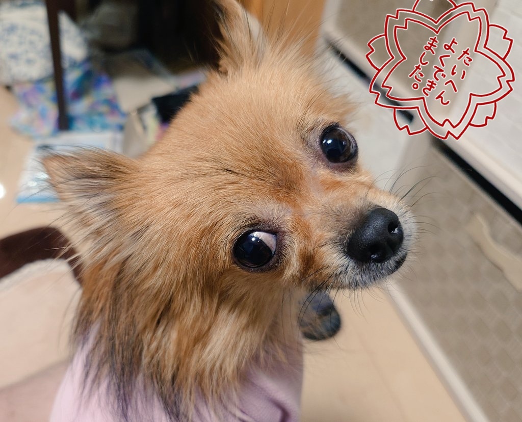 eulbrehtnoa's tweet image. 今月のイリアのラジオ番組
俺か世界かワンちゃんか！！
7/24(木)25:30〜になります(⁠๑⁠•⁠﹏⁠•⁠)
再放送 7/27(日)25:30〜になります！
推し犬の紹介はチョニーちゃんです！ぜひお聞き下さい！
Tokyo Star Radio (八王子FM77.5)
声優登竜門内にて流れます
最近は資格取得の為、勉強してます。