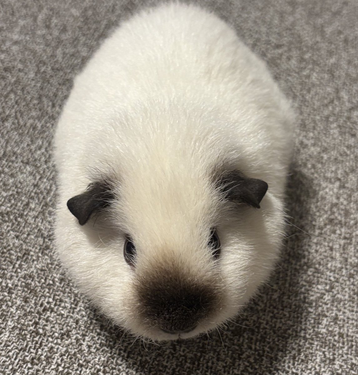 raokun03's tweet image. 綺麗なお焦げ