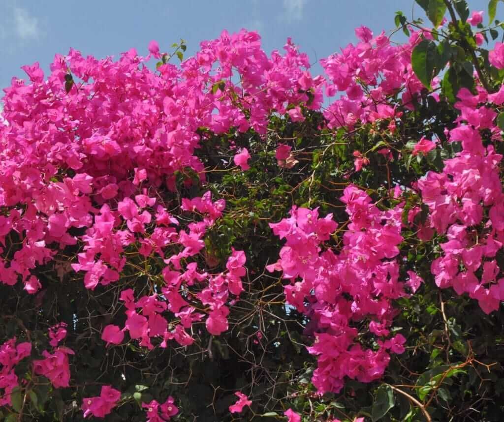 CPM_Florida's tweet image. South Florida Fact: Bougainvilleas aren&apos;t concerned with your watering schedule. These sun-loving, drought-resistant plants are quietly critiquing your lawn from the fence.  #LandscapeTips #FloridianPlantDrama 🌞🌺