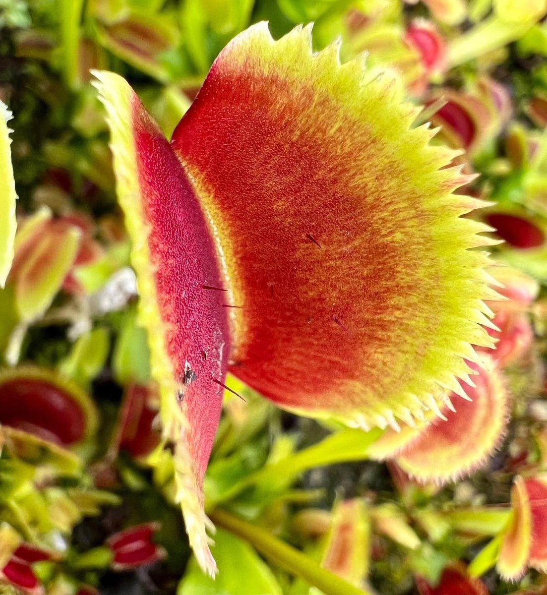TheFlowerShow's tweet image. Carnivorous beauty 🖤
Dionaea m. 'Sawtooth' is a beautiful cultivar!
When grown in full sun the traps are green with dark red interior and the edge of the traps are serrated like a saw.