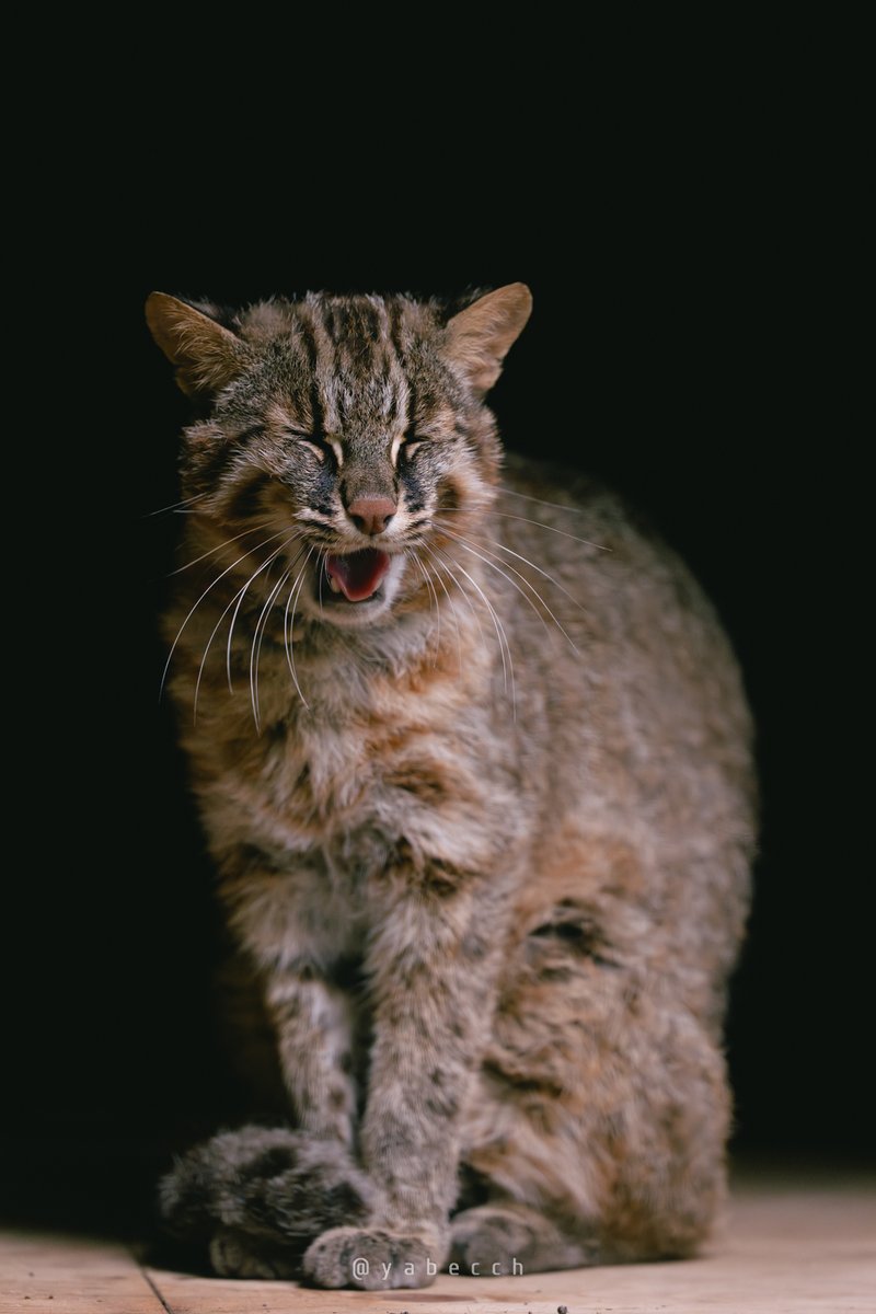 yabecch's tweet image. そろそろおねむなじかん。
(2025.06.25)
ZOORASIA
こう