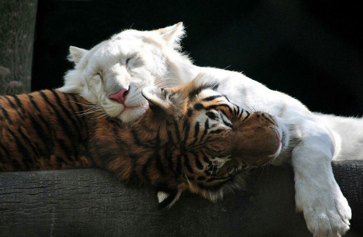 REX (@rexchillect) on Twitter photo 