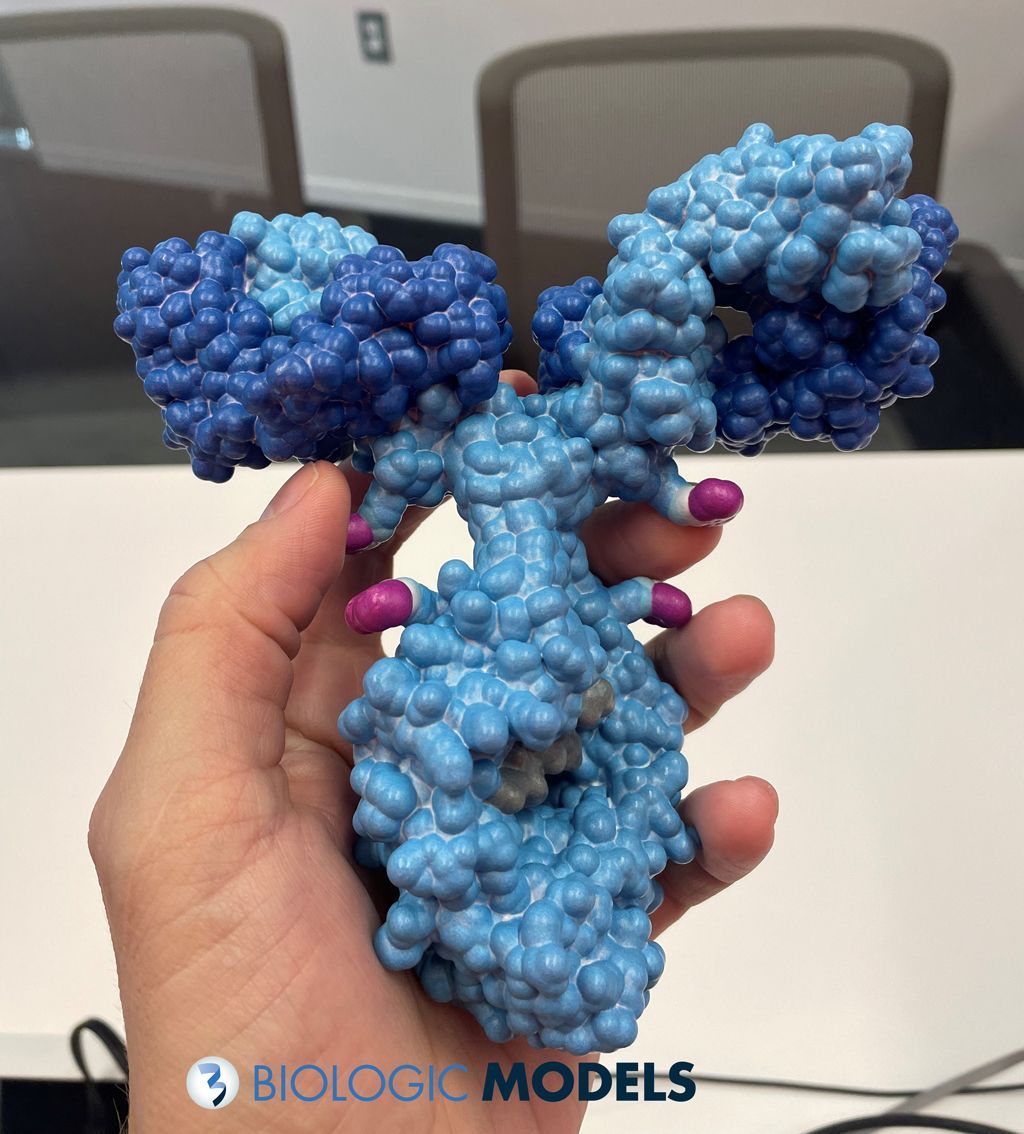 BiologicModels's tweet image. This is a #3DPrint of an Antibody-drug conjugate #ADC. ADCs are targeted cancer therapies that combine an antibody with a cytotoxic drug. The ADC binds to cancer cells, delivering the drug directly to the tumor while minimizing damage to healthy tissue. buff.ly/KdipfJW