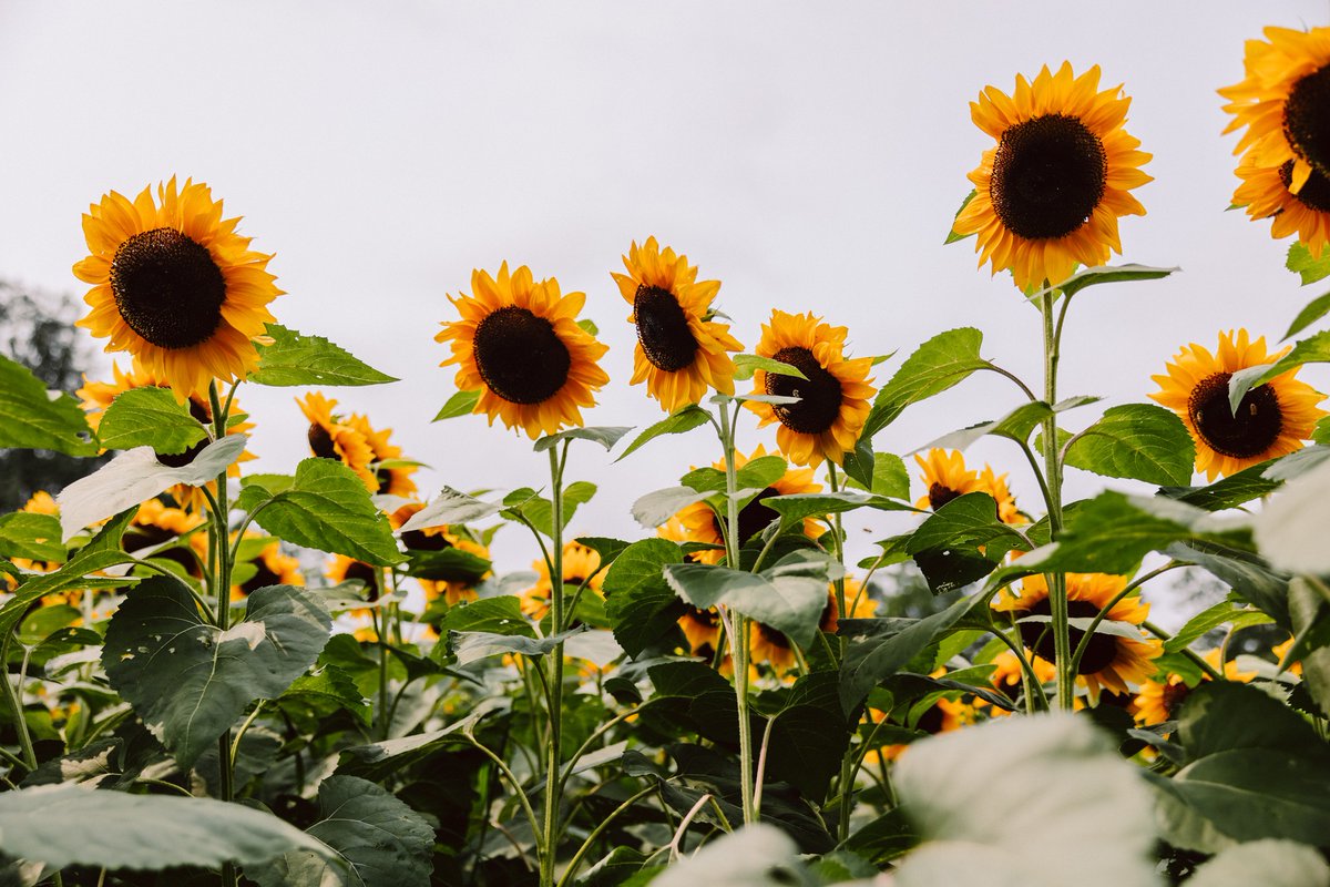 BILL (@billcom) on Twitter photo 🔥 Hot take: "Busy season" shouldn't be year-round.
Finance teams spend too much time on manual processes while economic uncertainty demands strategic focus.
"BILL keeps us focused on growing our outreach" -BILL customer Jennifer Jones, <a href="/MassHort/">Mass Hort Society</a>
What do you think? #DeleteBusy 🔥 Hot take: "Busy season" shouldn't be year-round.
Finance teams spend too much time on manual processes while economic uncertainty demands strategic focus.
"BILL keeps us focused on growing our outreach" -BILL customer Jennifer Jones, <a href="/MassHort/">Mass Hort Society</a>
What do you think? #DeleteBusy