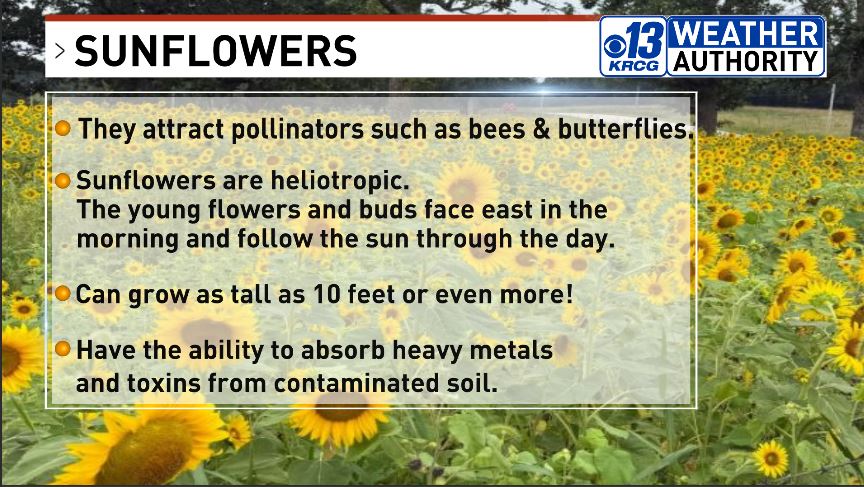 Here are a few sunflower facts  along with photo of a field of sunflowers taken in Maries county by Ed Fagre. krcgtv.com/chimein