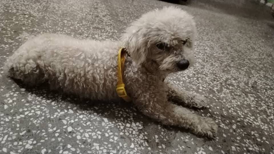 🆘🆘   URGENTE Poodler busca a sus dueños está en resguardo fue encontrado en Catia en las lomas de Urdaneta  0412-3601909🆘🆘