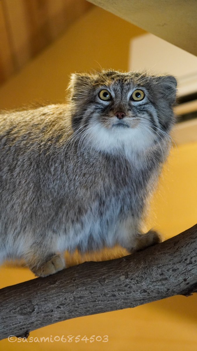sasami06854503's tweet image. 足短くないわよ
#マヌルネコ　#埼玉県こども動物自然公園　#オリーヴァ