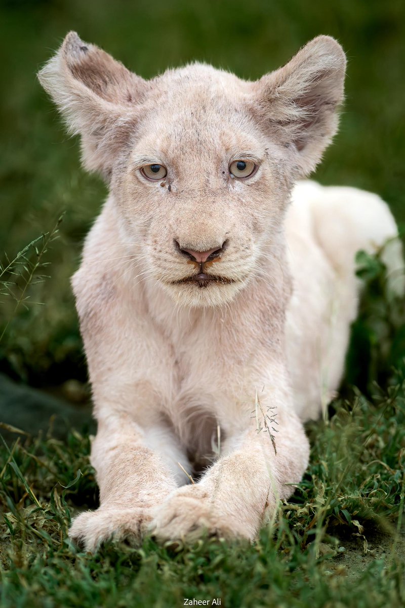 SMNK1972's tweet image. Lovely portrait of a new white cub, I believe from the Skorro pride but maybe someone can confirm. Different colour eyes to the one in the Birmingham pride who is now badly scared. Taken in Orpen Gate, Kruger National Park. Credit to Zaheer Ali