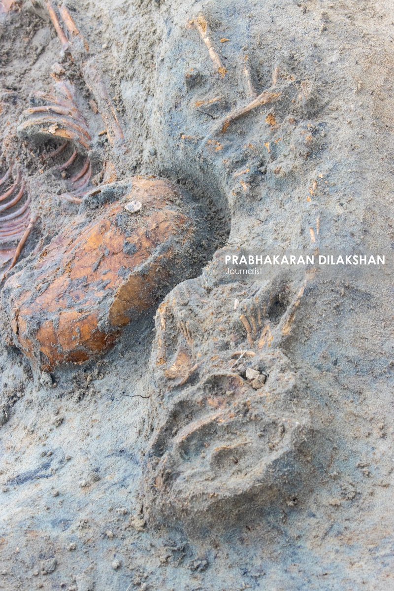 Prabhakaranlk's tweet image. During today’s excavation of the Chemmani mass grave in Jaffna, eight new skeletal remains were identified, including remains suspected to belong to infants and children.
With this, the total number of skeletal remains identified at the Chemmani mass grave has increased to 80