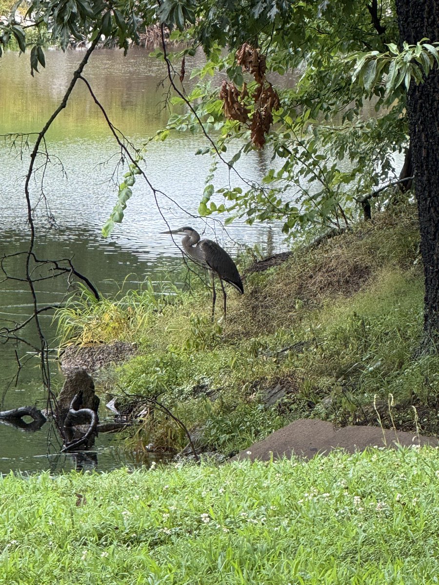 Good morning X family. Took my walk around the pond and saw the heron again……he has a friend! ❤️
Have a great day!