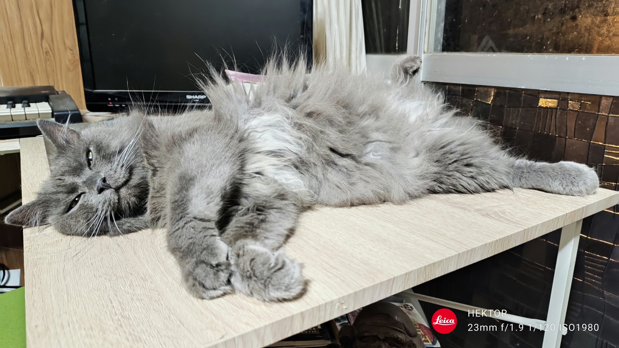猫 61oy-1p-kKL._UF350,350_QL50_.jpg