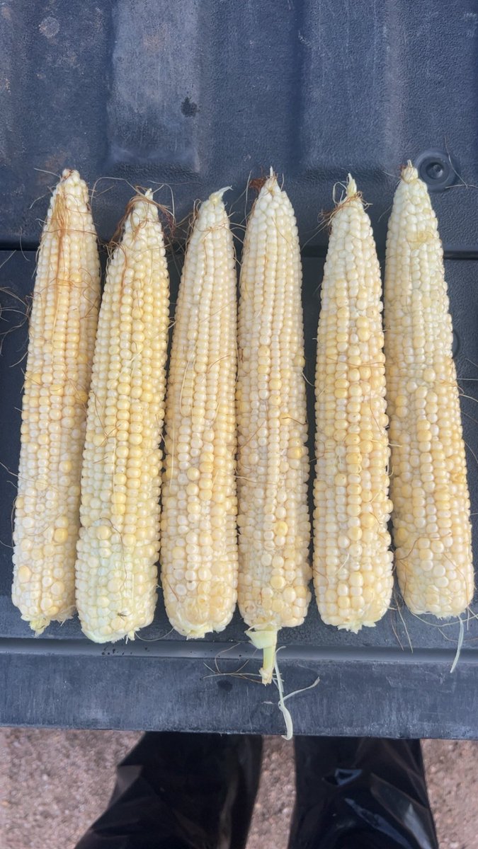 sfilbert13's tweet image. Hey @Dusty3080467325 here’s some @PioneerSeeds 1742PCE. Pretty common here across multiple planting dates/growers. All under irrigation and good management.