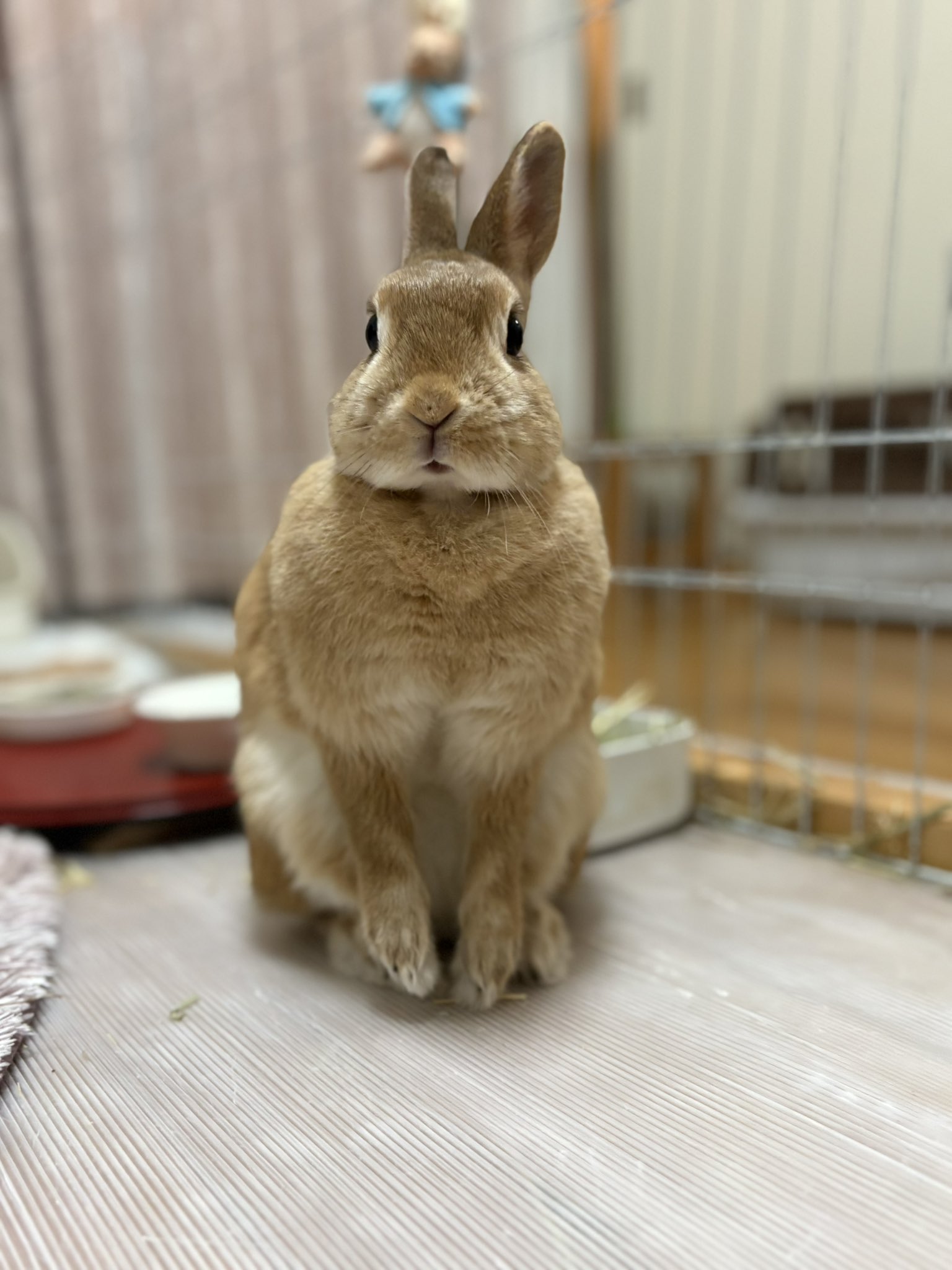 うさぎさん専用 おさんぽ うさぎちゃん | 株式会社ハック