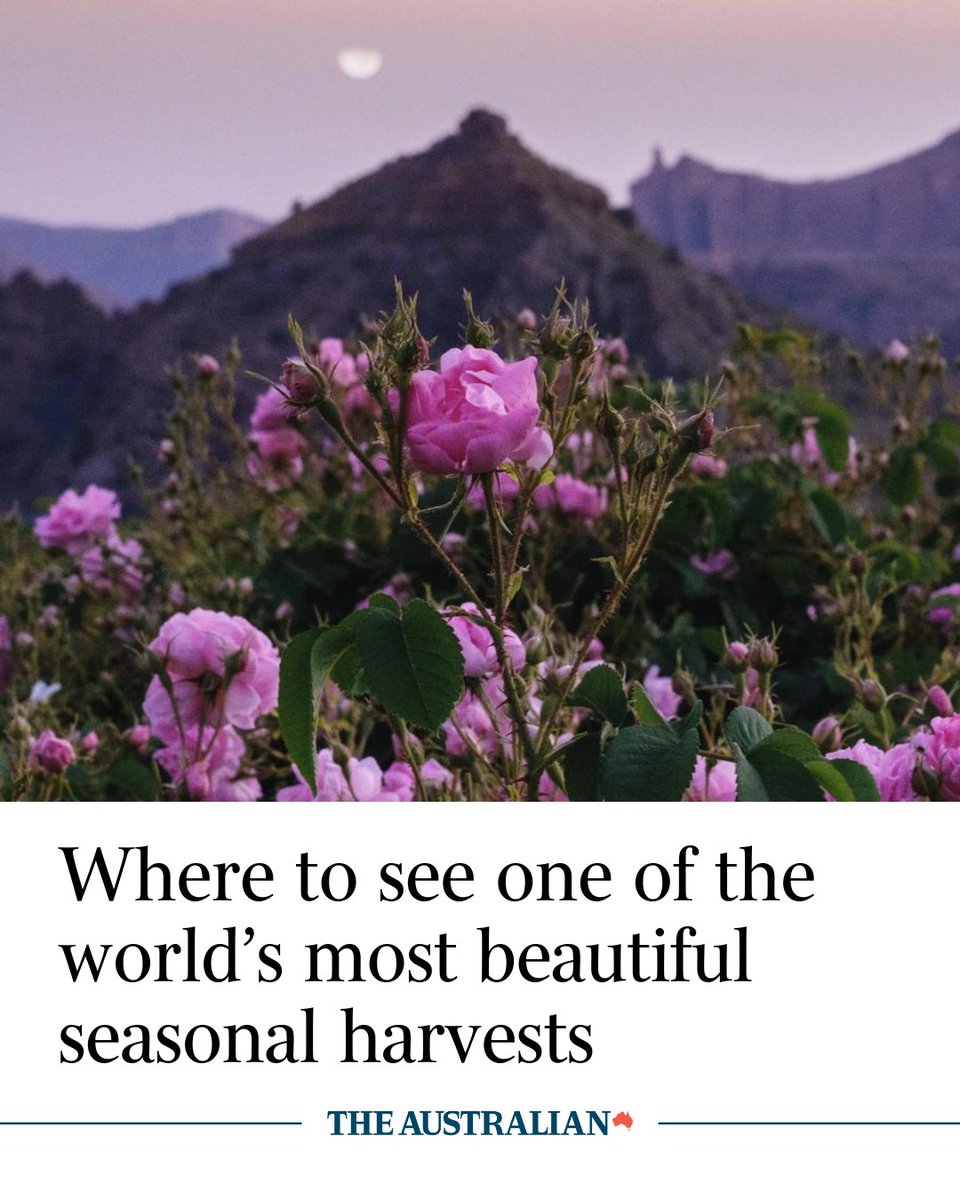 australian's tweet image. For a brief few weeks in spring, these mountains are awash with pink flowers. Now, you can take part in a tradition hundreds of years old: bit.ly/4nYI1cj
