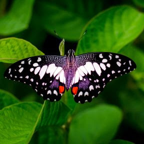 MarcBekoff's tweet image. Butterflies: Their Fascinating Lives and How to Protect Them
Nigel Andrew explores what we know about these fragile flying insects, how to observe them and benefit psychologically and spiritually, and what we must do to save them.
psychologytoday.com/us/blog/animal…