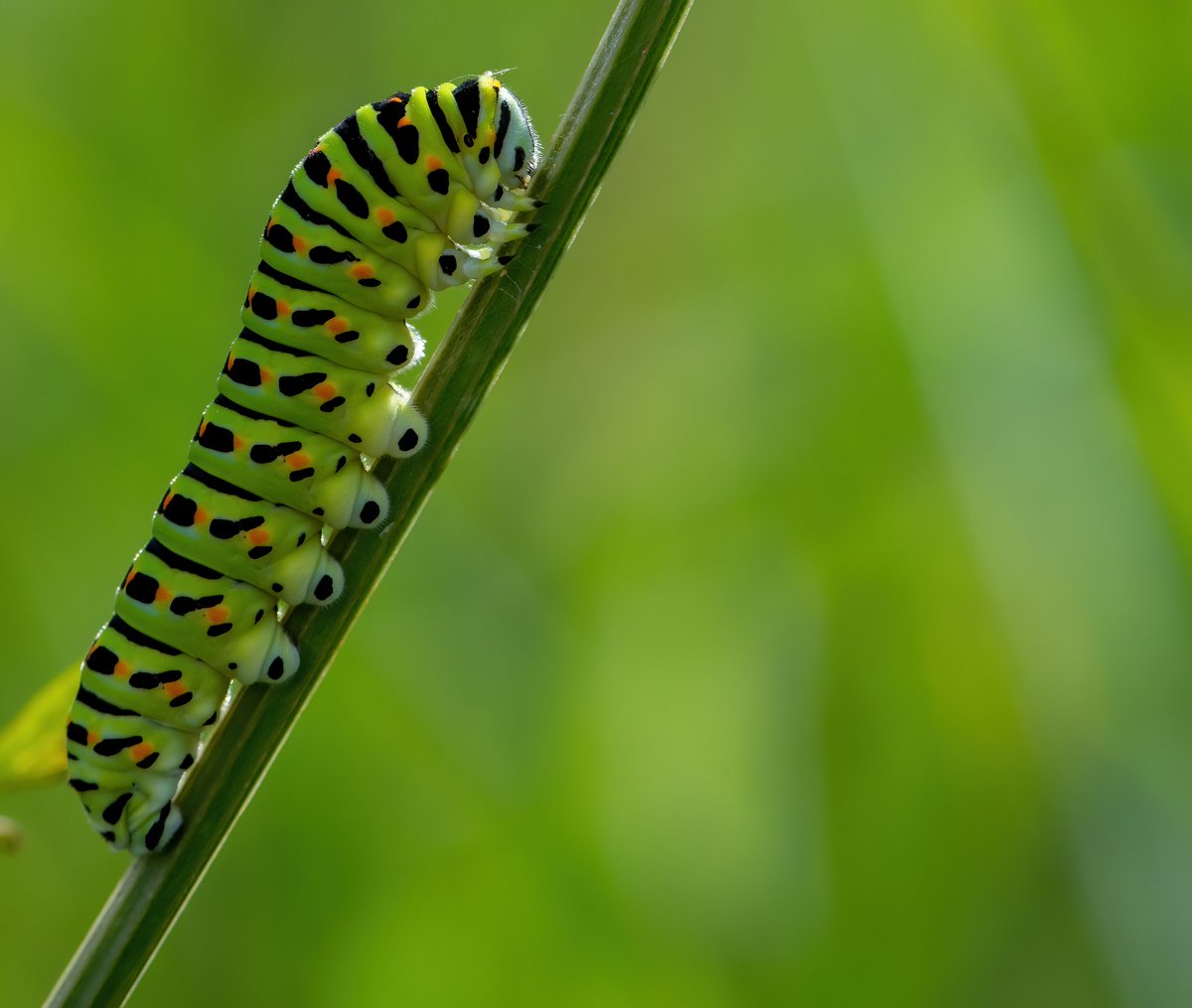 Jon Kelf (@junglejon33) on Twitter photo Swallowtail #butterfly caterpillars on the #Norfolk #Broads this week.
Always find it fascinating they eat the flower heads stopping the plant from producing seed & hence not so many milk parsley plants the following year.
<a href="/NorfolkWT/">Norfolk Wildlife Trust</a> <a href="/BC_Norfolk/">BC Norfolk</a> <a href="/savebutterflies/">Butterfly Conservation 🦋</a>
#Nature Swallowtail #butterfly caterpillars on the #Norfolk #Broads this week.
Always find it fascinating they eat the flower heads stopping the plant from producing seed & hence not so many milk parsley plants the following year.
<a href="/NorfolkWT/">Norfolk Wildlife Trust</a> <a href="/BC_Norfolk/">BC Norfolk</a> <a href="/savebutterflies/">Butterfly Conservation 🦋</a>
#Nature