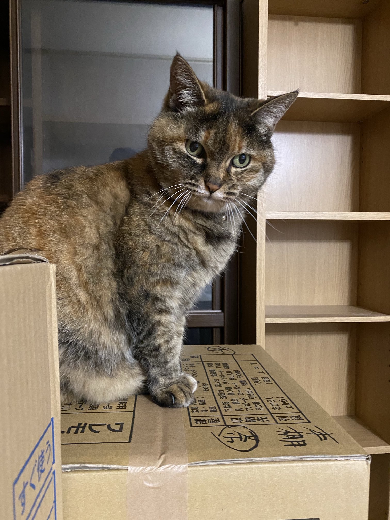 ねこ先輩 on X: 