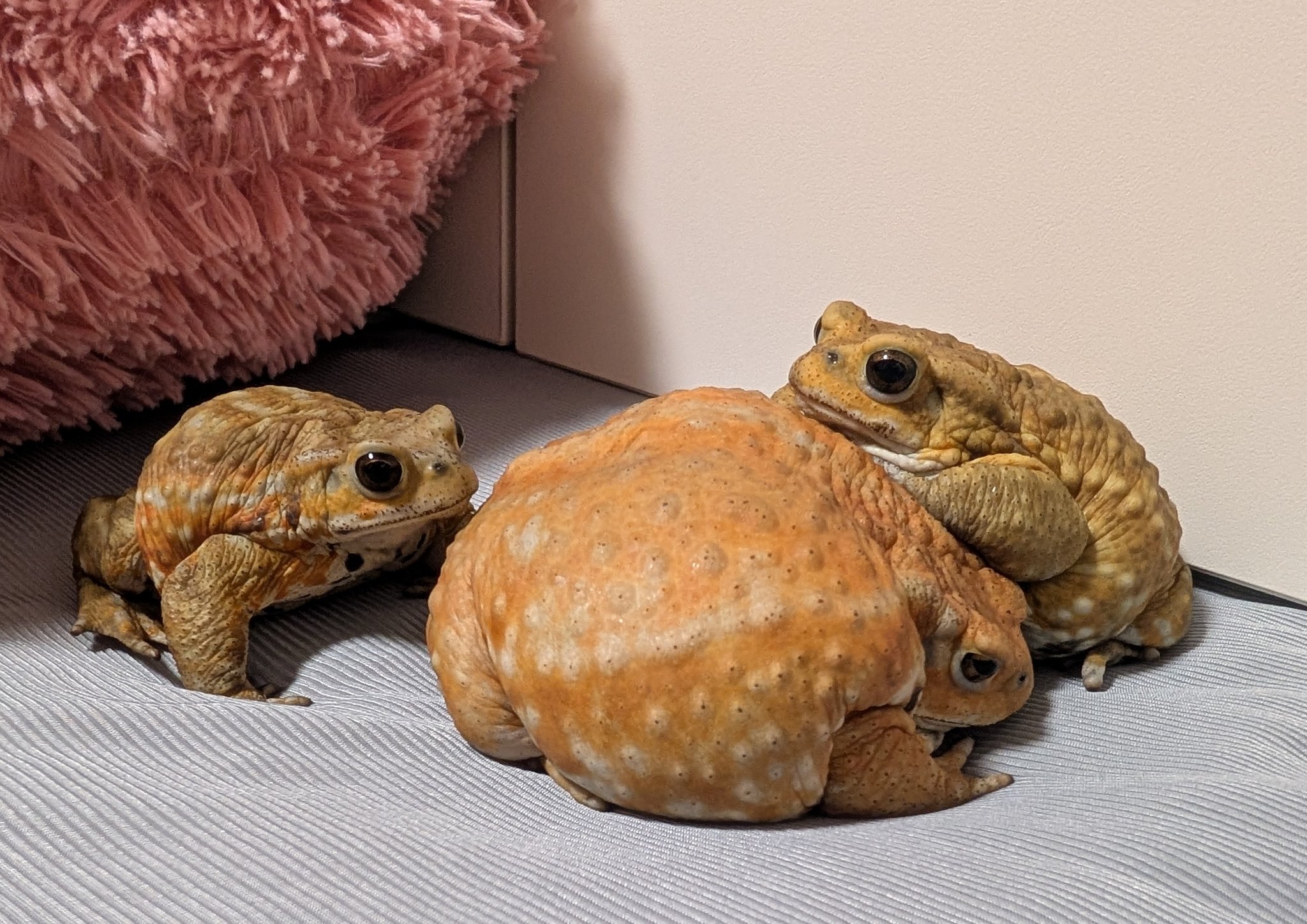 【中古】【希少】コケロミン　アマガエル 中古】【希少】コケロミン アマガエル その他